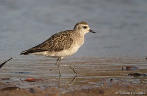 Lire la suite à propos de l’article Inventaire ornithologique de l’Ecoparc