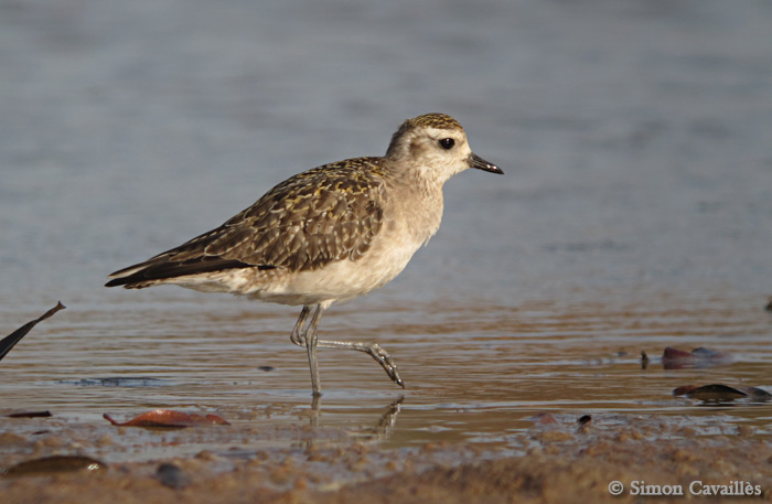 You are currently viewing Inventaire ornithologique de l’Ecoparc